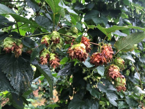 Halo blight on hops.